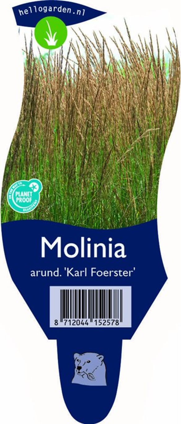 Molinia arund. 'Karl Foerster' - P11